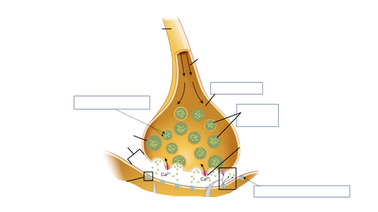 Practice identifying parts of a neuron