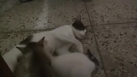 😻🐱💖 Mom Cat 🍼🐣 Nursing Baby Kittens 🐾🐾 | 🧠🐾 Feline Behavior | 3M TV Cat Series 8