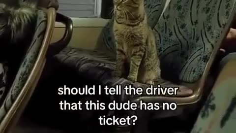 😂🐶 Bro Travels Like He Owns The Bus! | FunFM