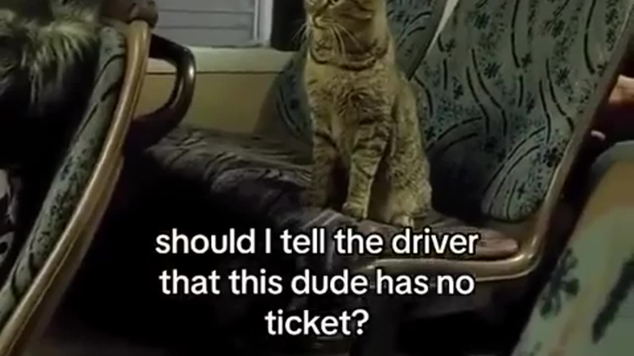 😂🐶 Bro Travels Like He Owns The Bus! | FunFM