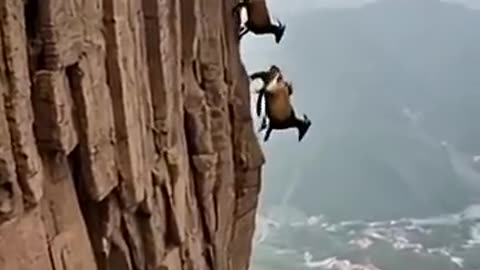 Mountains Goats.....