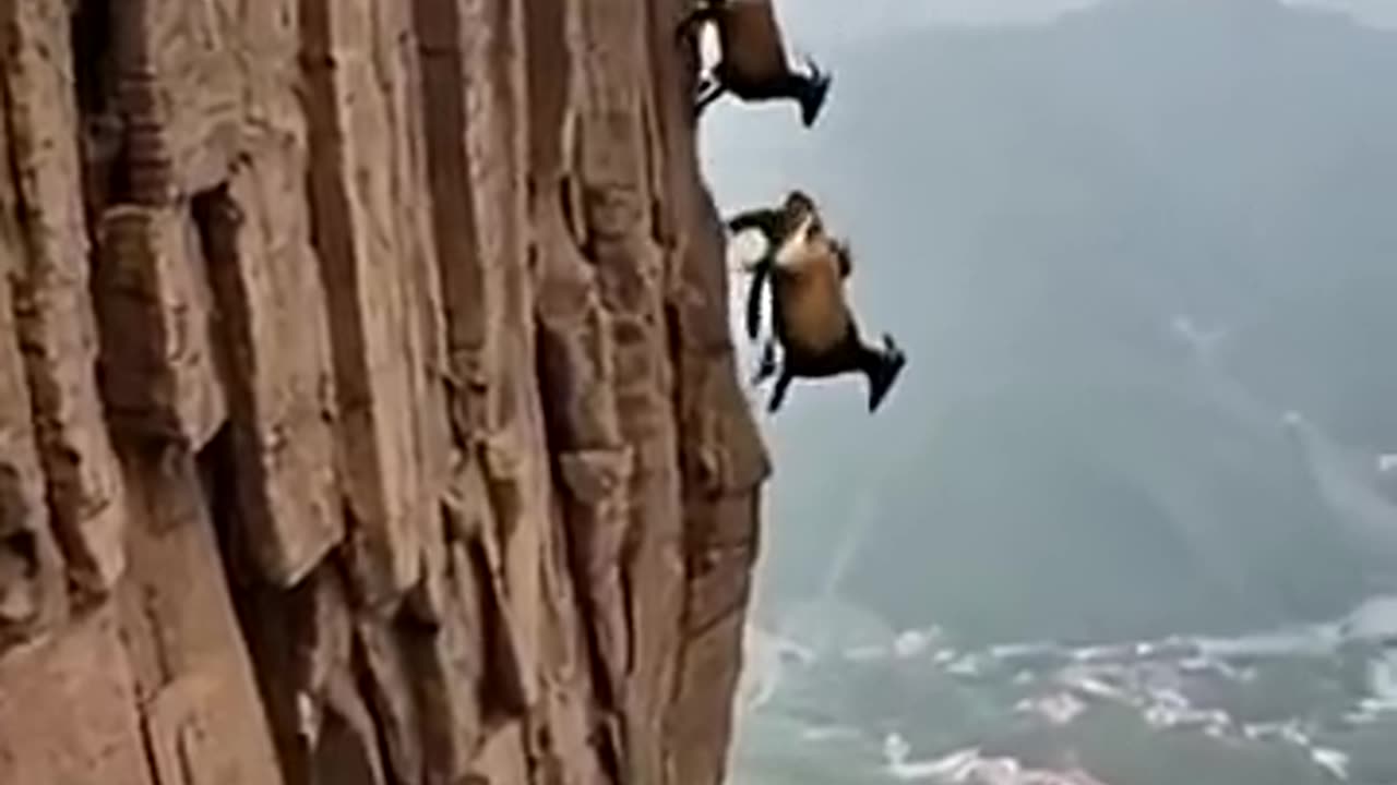 Mountains Goats.....