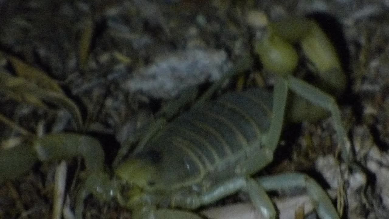 Close up cute scorpion face makes things even cuter!