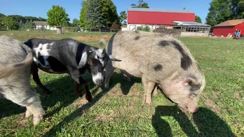 Pigs at Farm