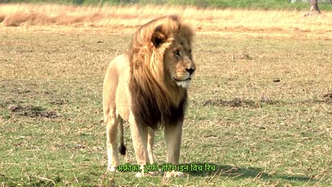 10 Animals That Could Go Extinct By 2040 #extinct #animals