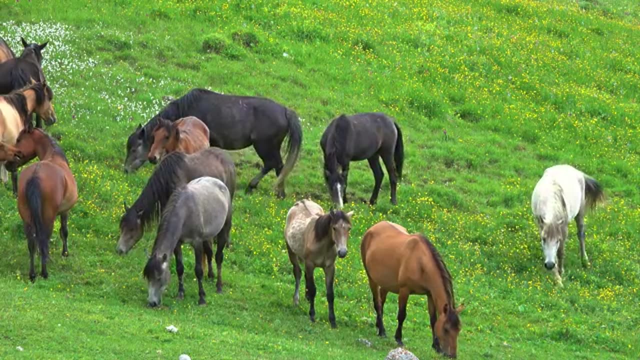 World's Coolest HDR Video in Marvellous 4K 60 FPS Dolby Vision