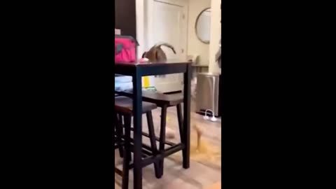 Funny Animals