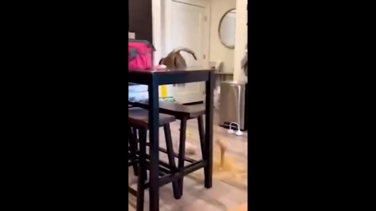 Funny Animals