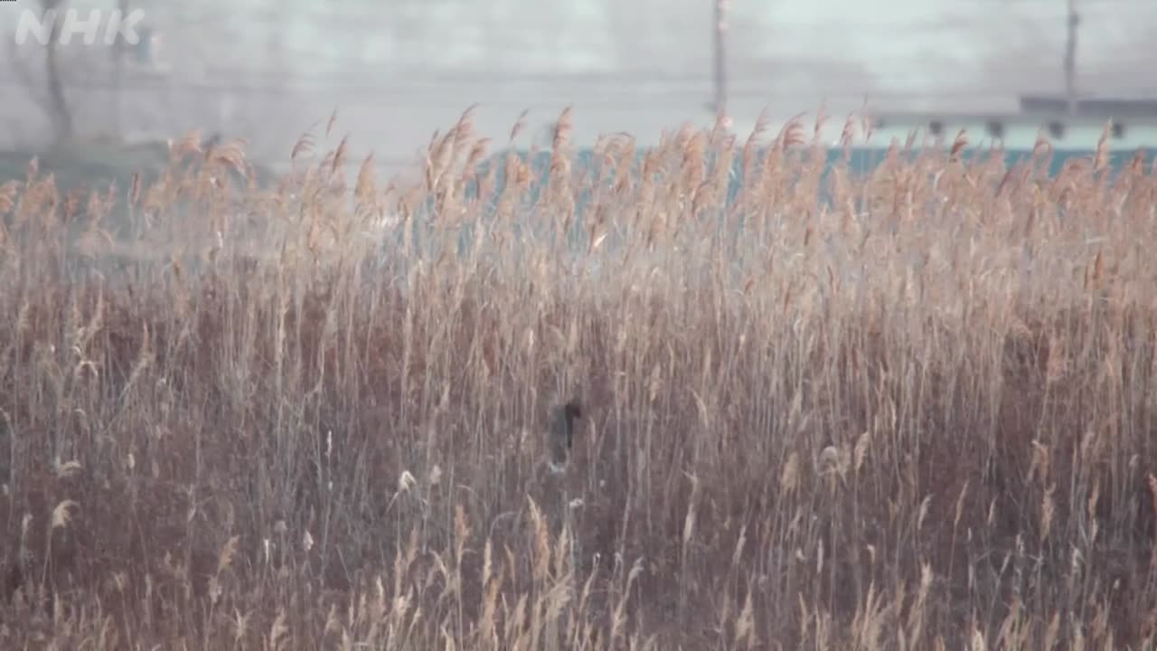 さわやか自然百景 北海道 厳冬 勇払平野