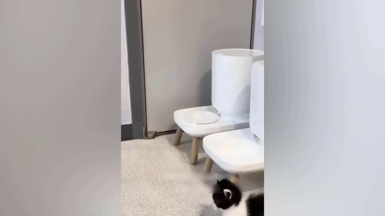 Funny and cute animals