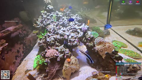 24/7 Real Live Reef Stream