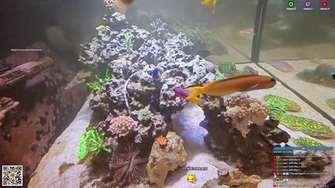 24/7 Real Live Reef Stream