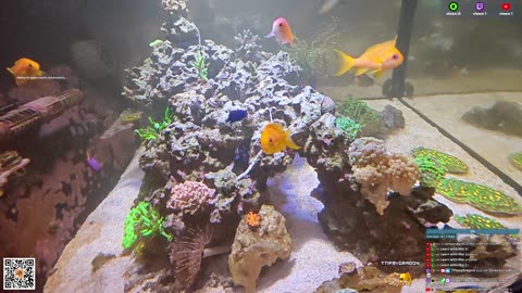 24/7 Real Live Reef Stream