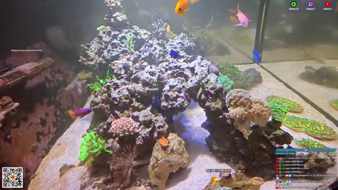 24/7 Real Live Reef Stream