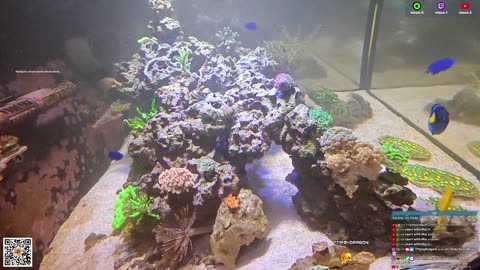 24/7 Real Live Reef Stream