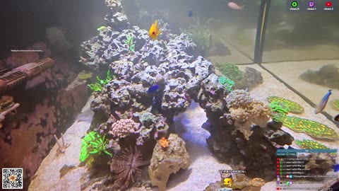 24/7 Real Live Reef Stream