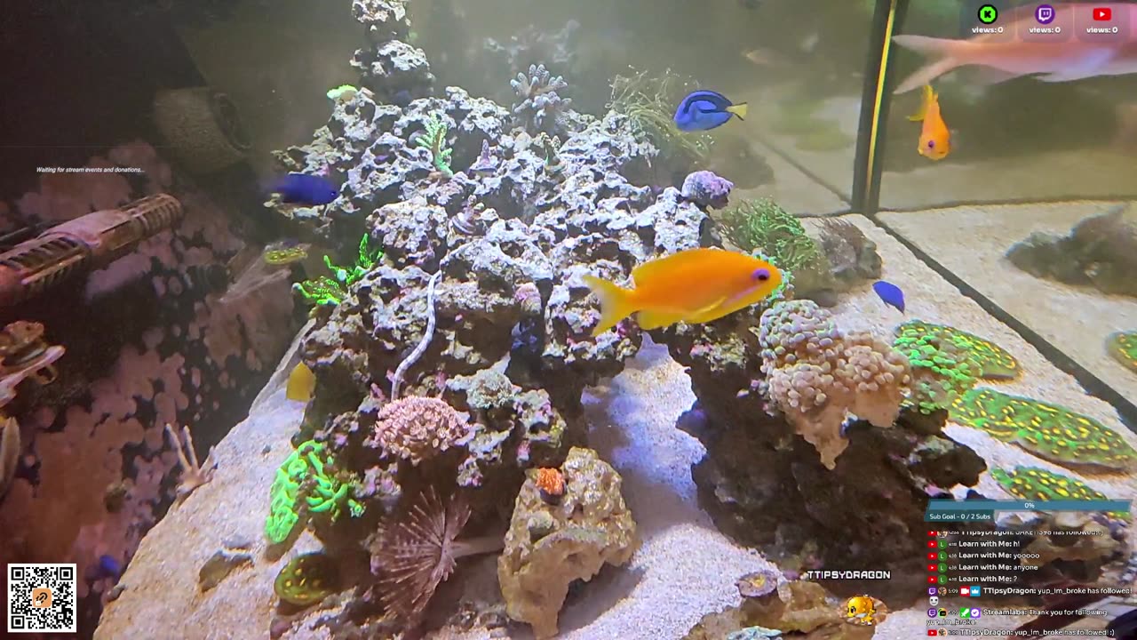 24/7 Real Live Reef Stream
