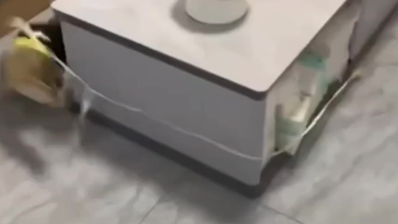 Ultimate Cuteness | Adorable & Funny Cats 🐱🐶