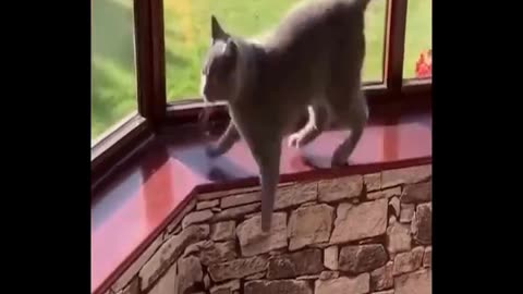 Funny Cat videos 2025 Cute Dramatic Cats Try Not To Laugh