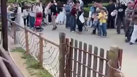 Hippopotamus holding nothing back taking aim