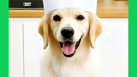 The puppy cooks scrambled eggs AI