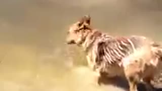 German Shepherd throws a fit when she has to quit swimming (360p_30fps_H264-96kbit_AAC)