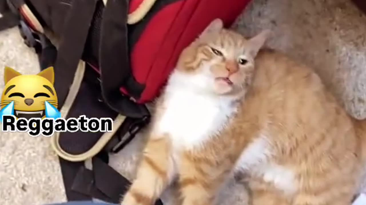 Cute cats
