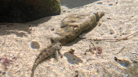 Fish Underwater Views at Low Tide Ocean Nature #4K #animals #fish #underwater San Diego La Jolla