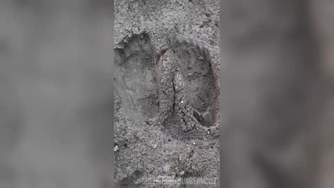 Barefeet grounding sensation in mud #barefeet #sensory #fun