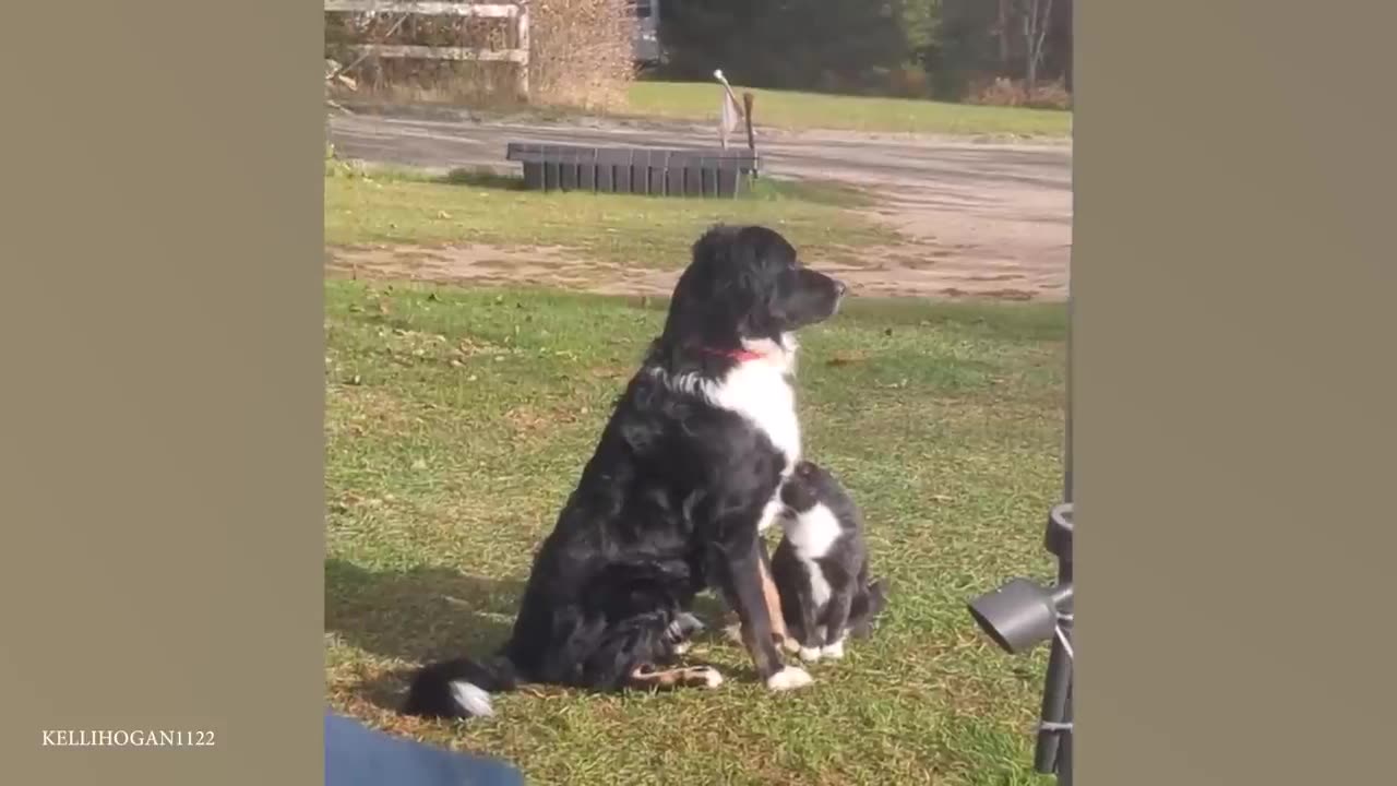 Cute dogs up to no good
