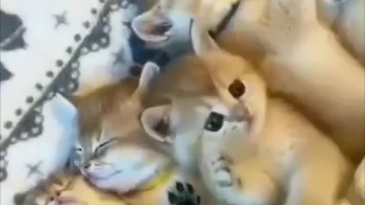 Zoomies, Flops, and Purr-fect Plots: Cats That Broke the Internet!