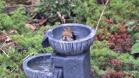 Young Robin in the Bird Bath