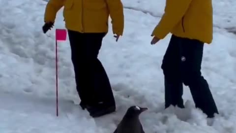VIP Penguin on Patrol 🐧🚶‍♂️❄️#PenguinWalk 🐧 #SnowSquad ❄️ #NatureIsAwesome 🌍 #WaddleGoals 😂
