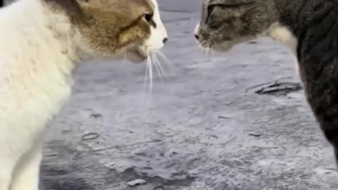 Cats auto Tune Fight
