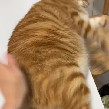 Happy Cuddles With a Sweet White-Brown Cat