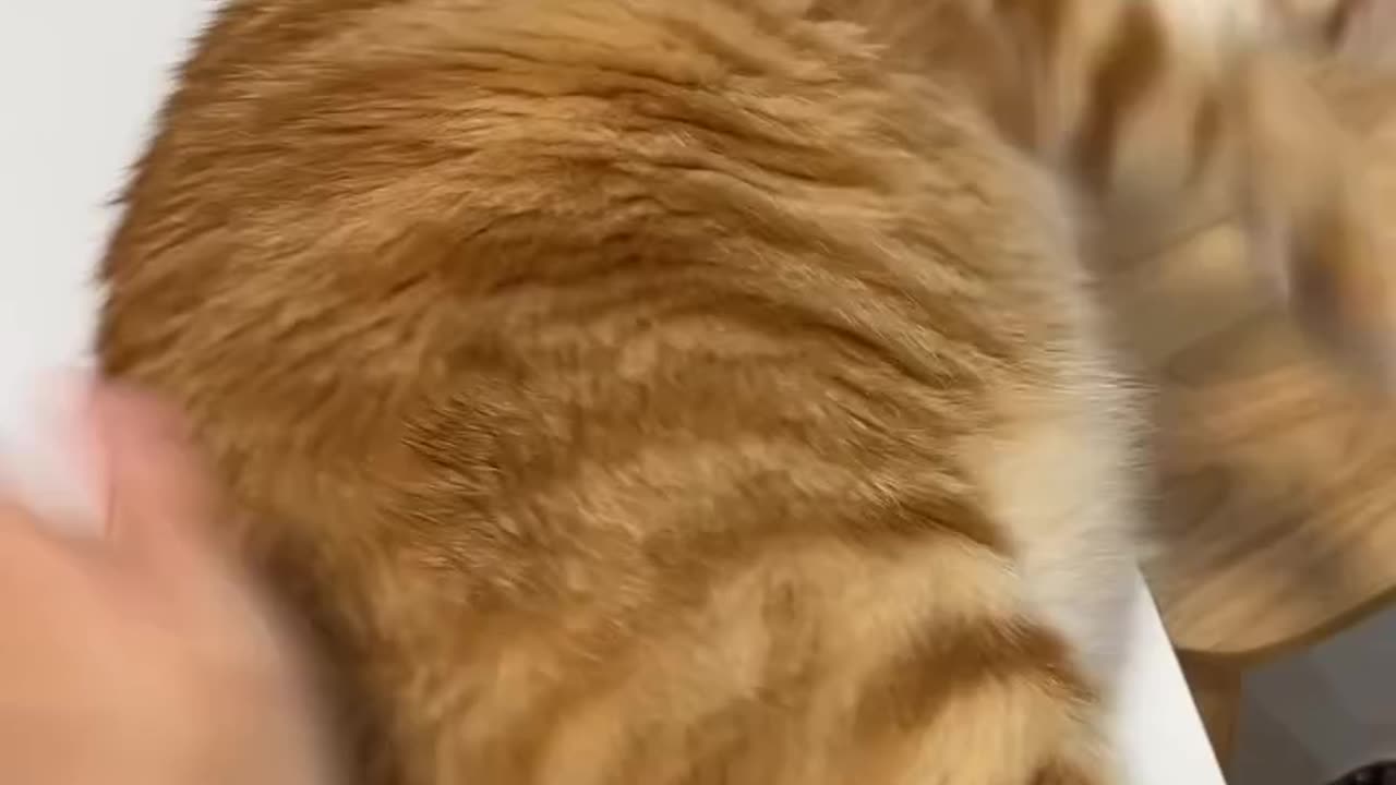 Happy Cuddles With a Sweet White-Brown Cat