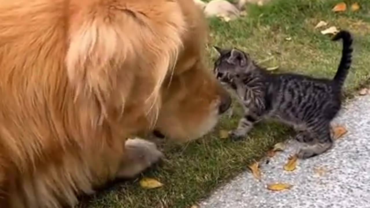 small cat with the dog