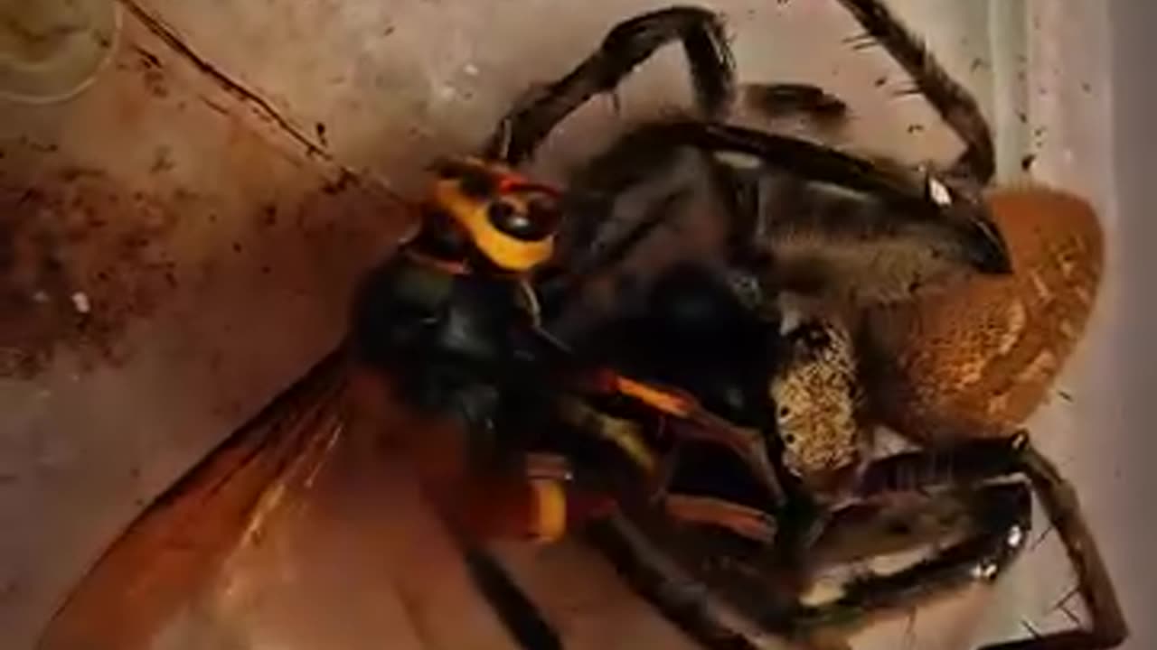 Wow