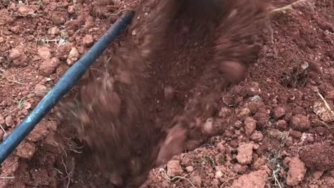 Planting of taro