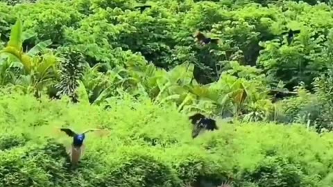 Peaceful Outdoor Views 🌳 Stunning Nature Scenes 🐦🌺 Amazing Nature Views 🍃 #Shorts