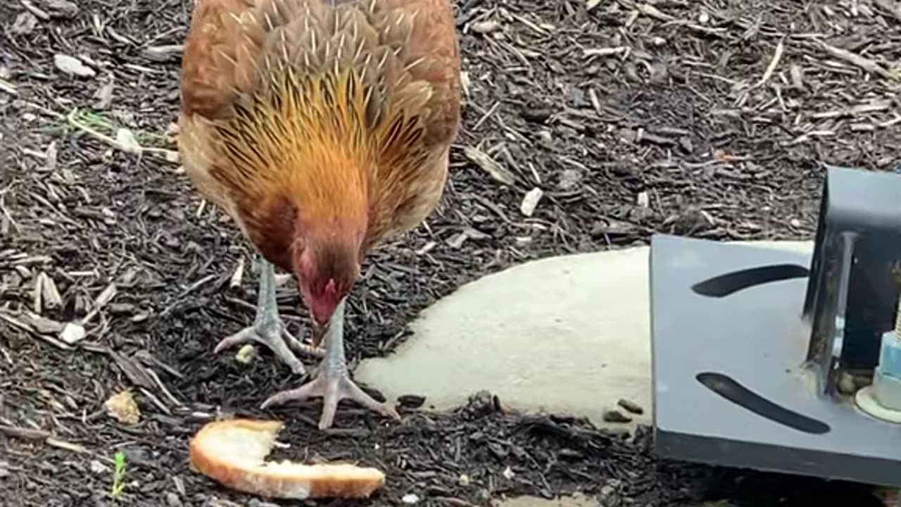 Fresh Fast Food