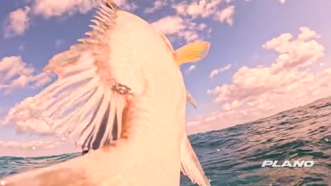 Spear Fishing Monster Lobsters and Hogfish in the Bahamas_part6