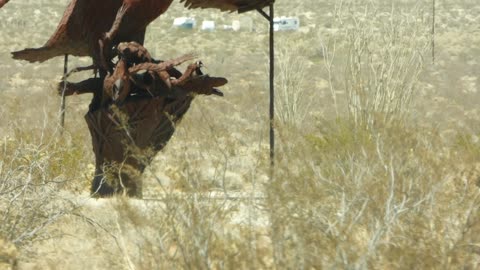 Maybe it's the heat, but we're seeing a lot of metalic creatures on our trip of Borrego!