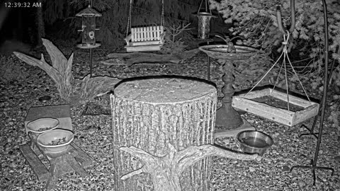 LIVE 24/7 Indiana Birds, Squirrels and Wildlife Feeder Cam