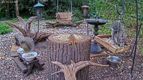 LIVE 24/7 Indiana Birds, Squirrels and Wildlife Feeder Cam