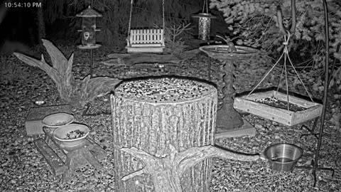 LIVE 24/7 Indiana Birds, Squirrels and Wildlife Feeder Cam