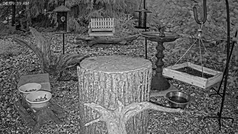 LIVE 24/7 Indiana Birds, Squirrels and Wildlife Feeder Cam