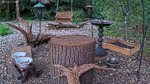 LIVE 24/7 Indiana Birds, Squirrels and Wildlife Feeder Cam