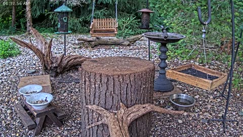 LIVE 24/7 Indiana Birds, Squirrels and Wildlife Feeder Cam