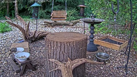 LIVE 24/7 Indiana Birds, Squirrels and Wildlife Feeder Cam